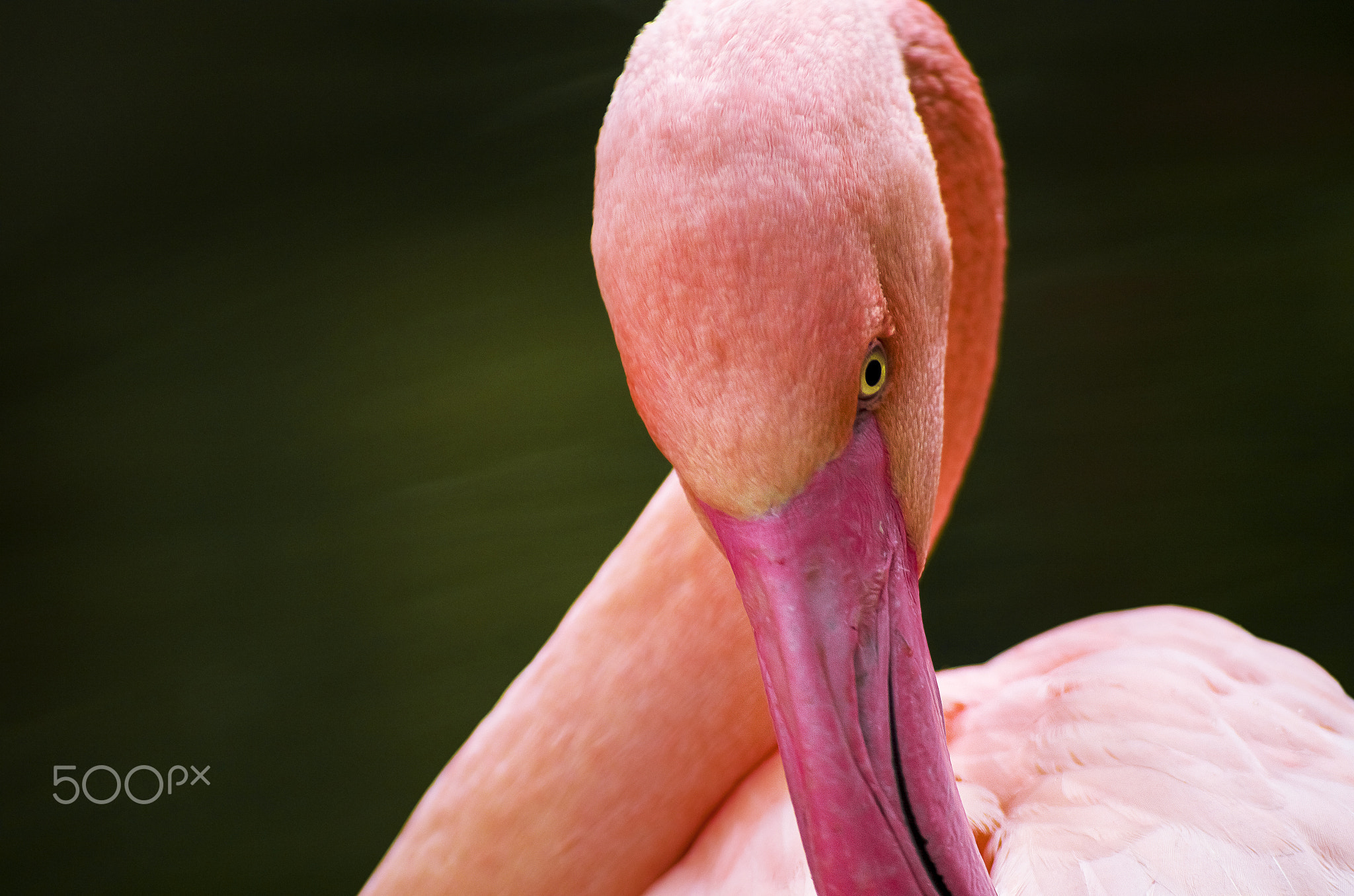 Grooming of the flamingo