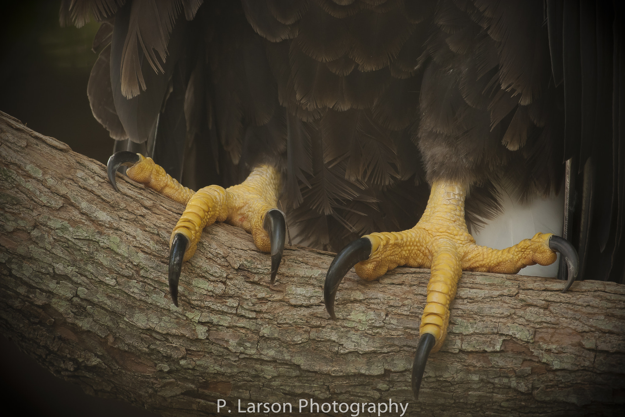 Bald Eagle Claw Closeup by Paul Larson / 500px