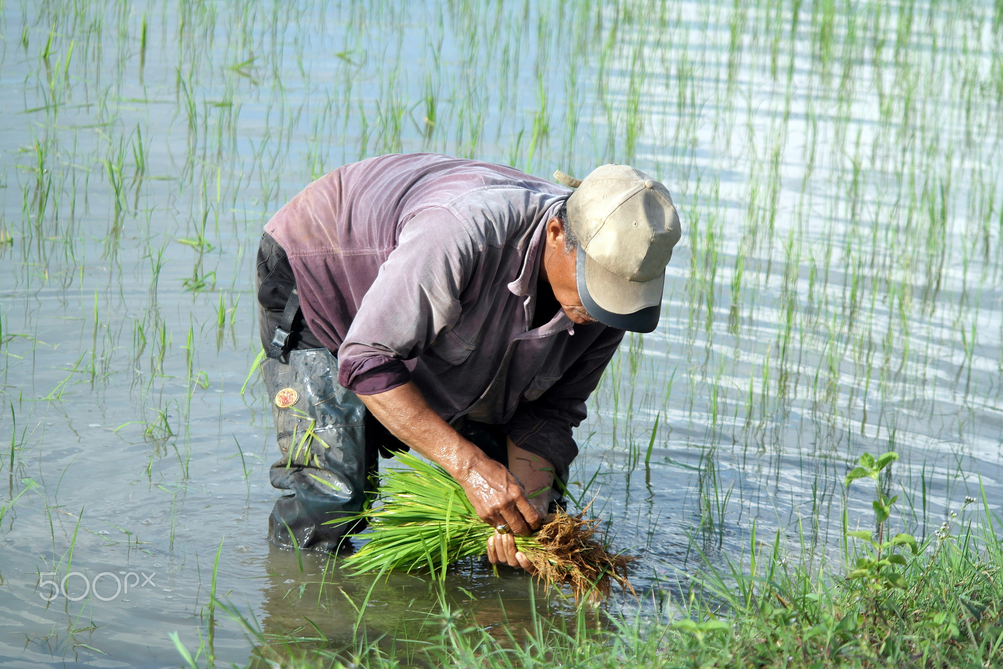 Farmer Planting Rice Paddy