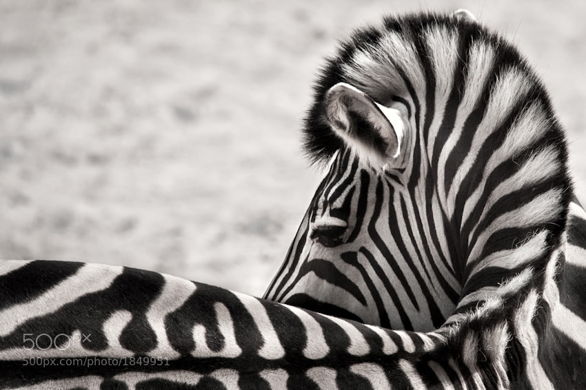 2 Zebra