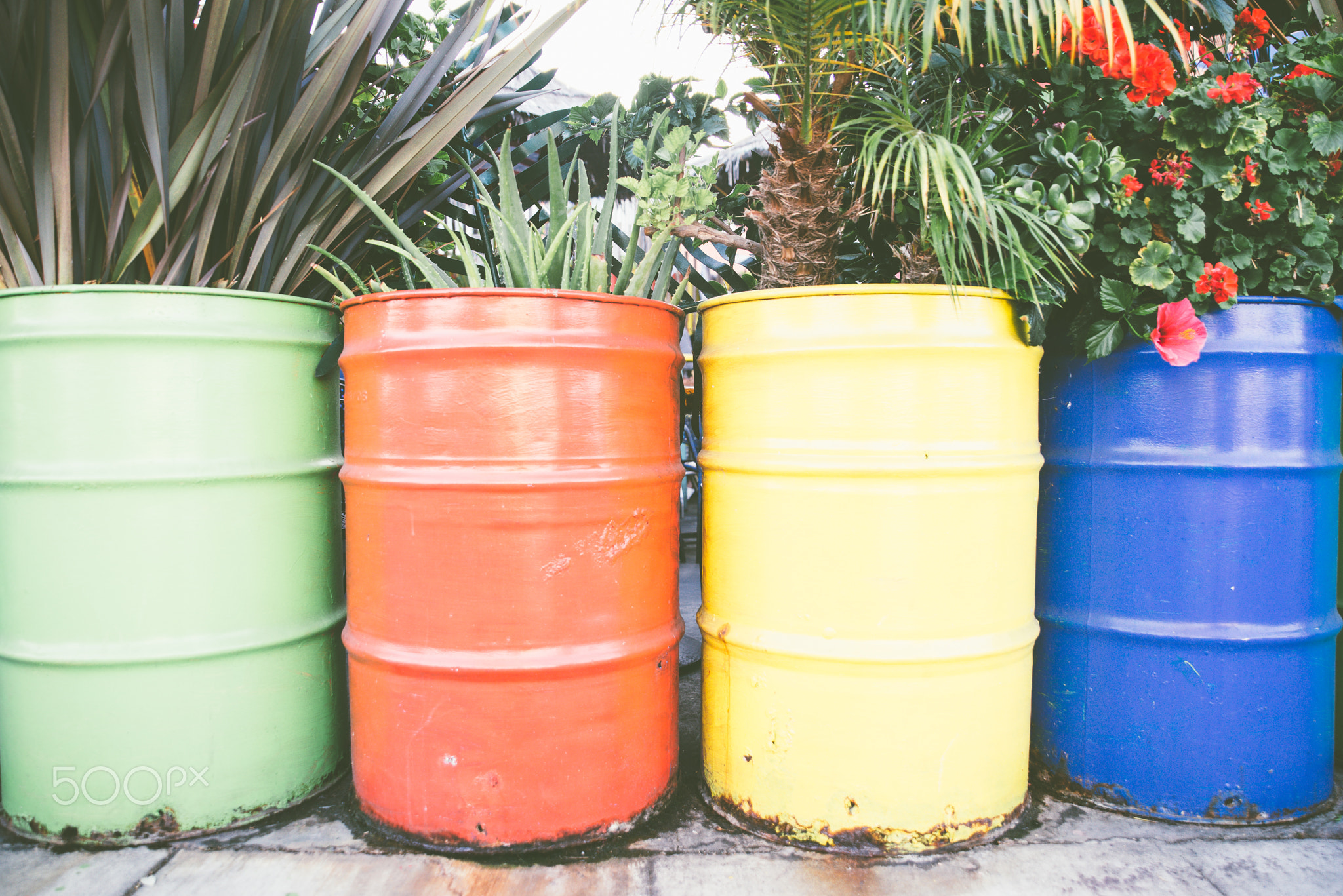 Colored barrels with flowers