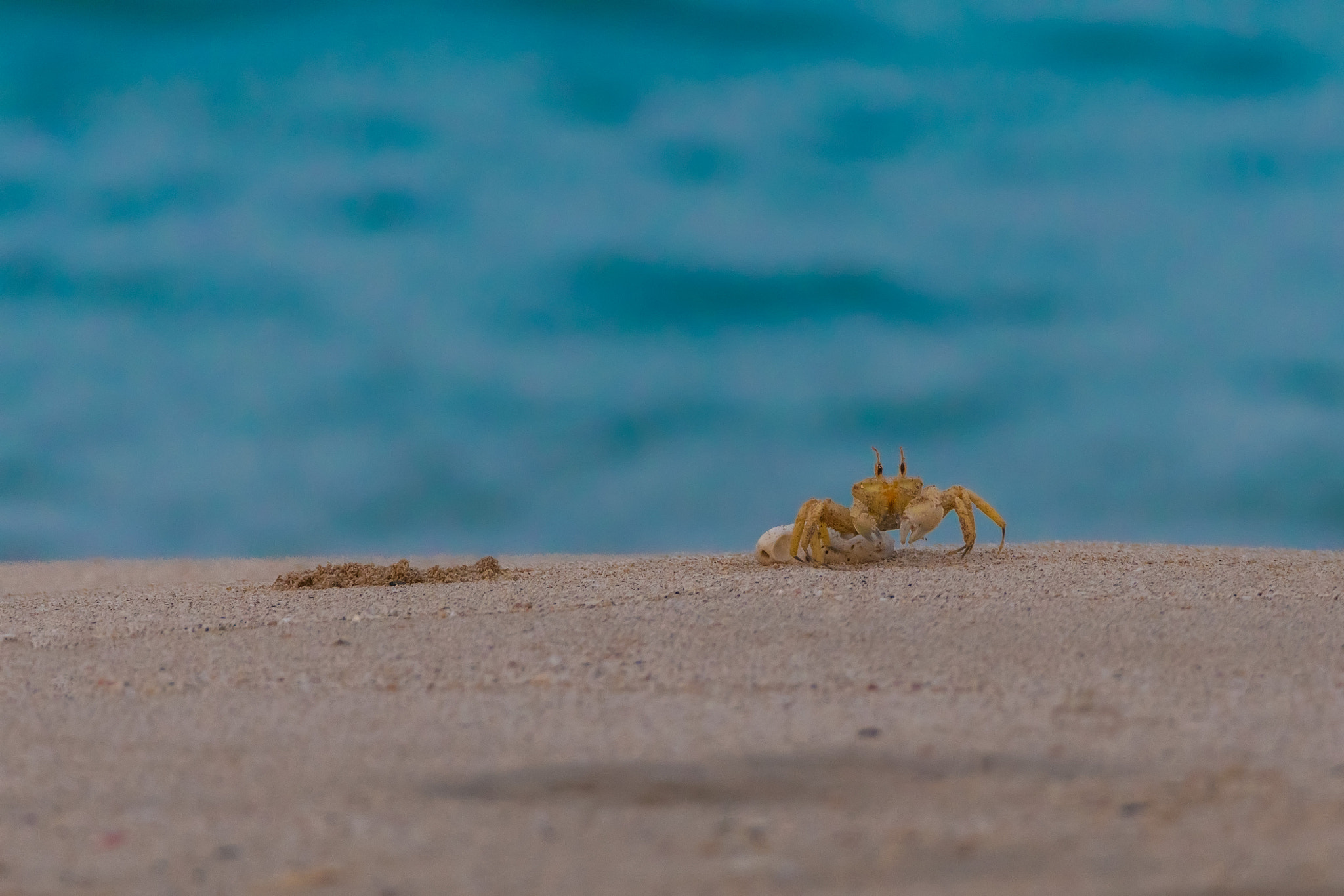 Posing Crab