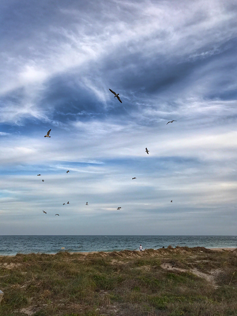 Where the Seagulls Fly by Heidi Wang / 500px