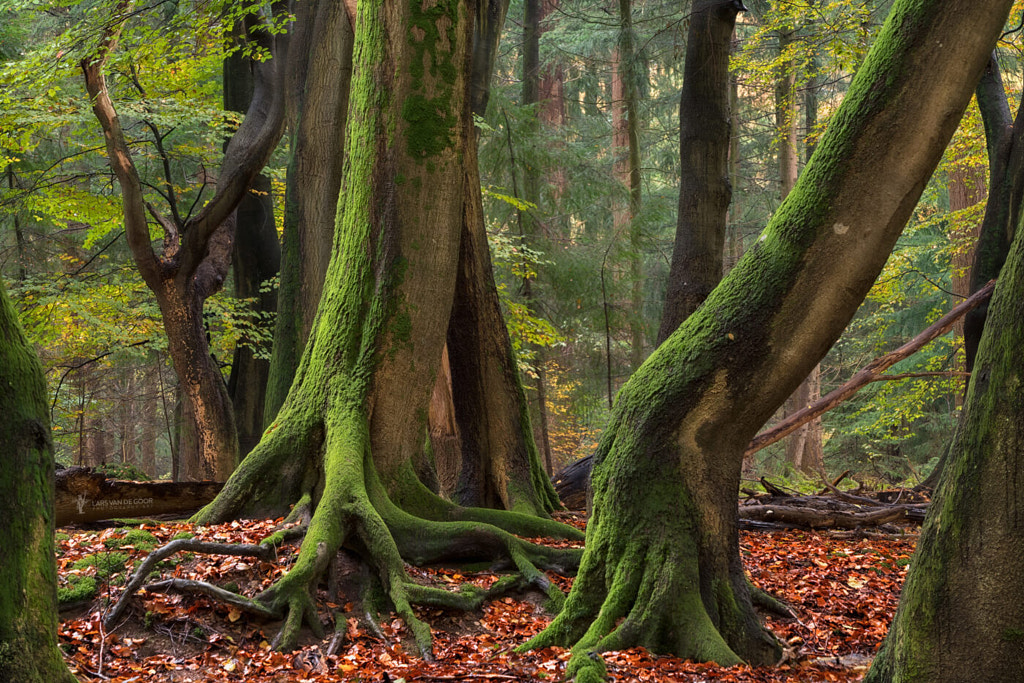 Shaking Roots by Lars van de Goor on 500px.com