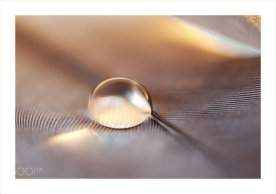 Bronze Pearl II by Didier Kobi