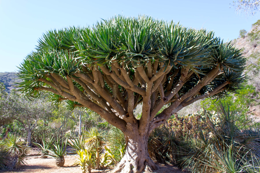 Soketome Photos 500px