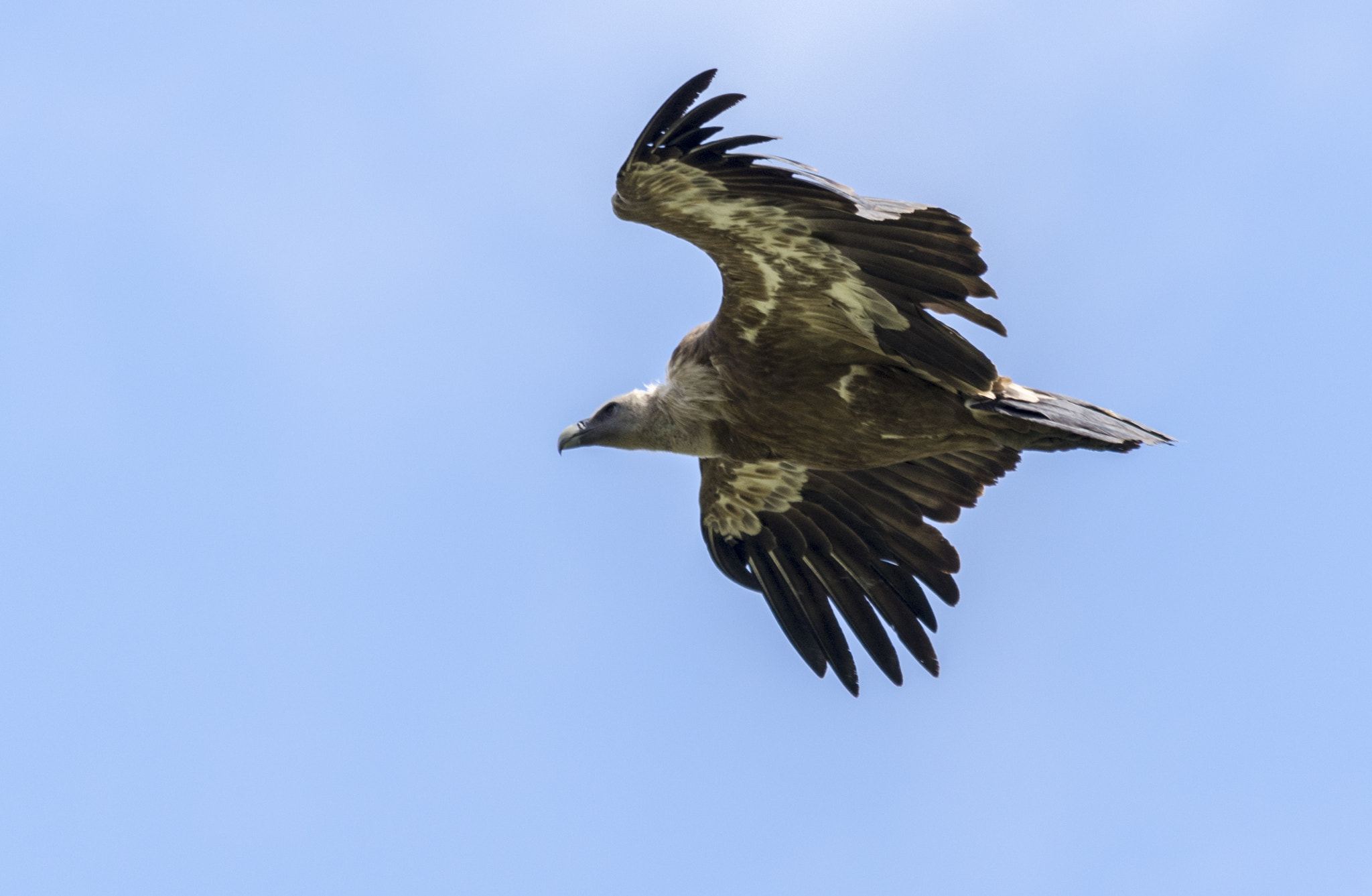 Nikon D7200 + Sigma 150-500mm F5-6.3 DG OS HSM sample photo. Griffon vulture photography