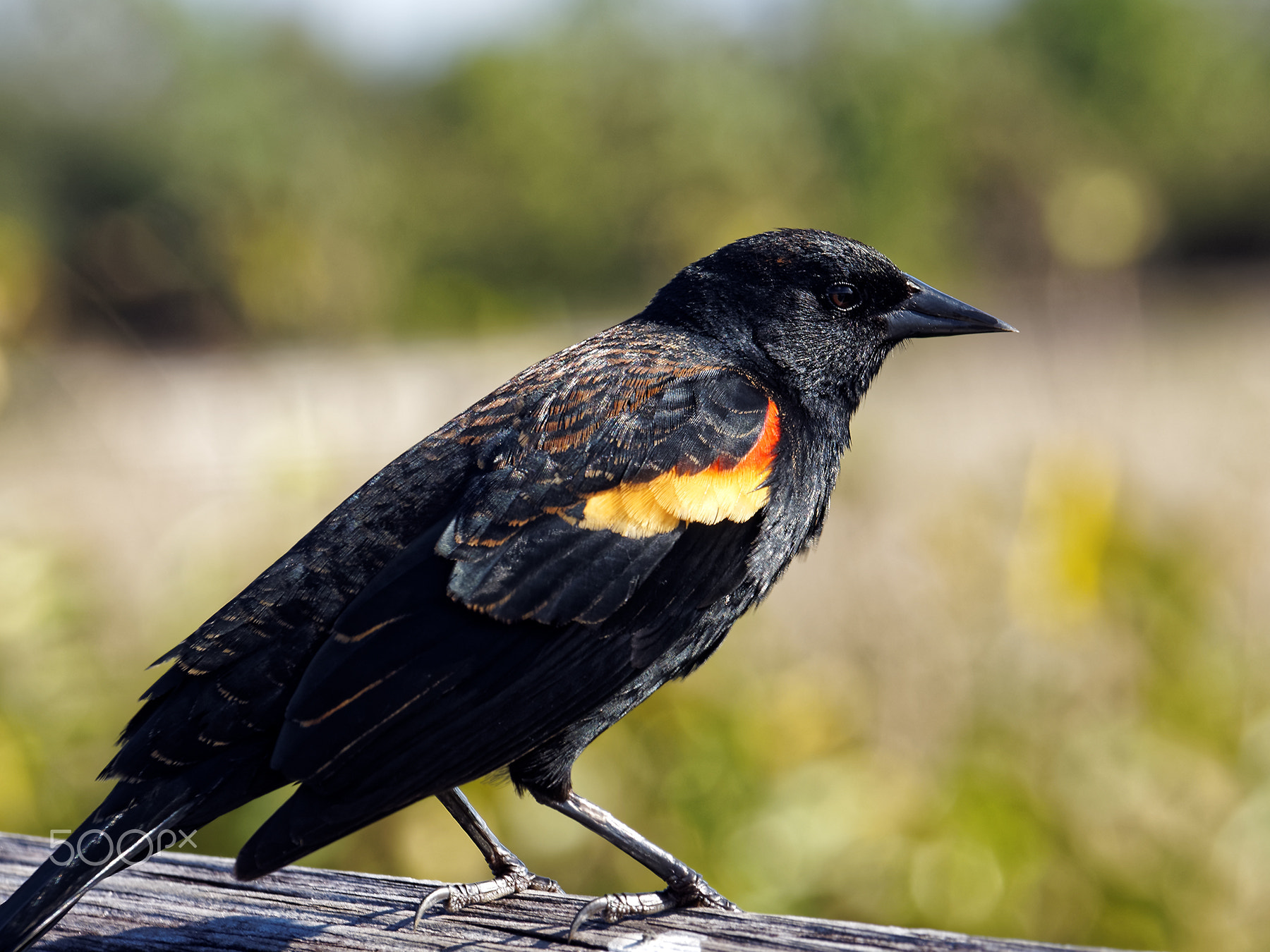 Extreme Close Up Male Red Winged Blackbird