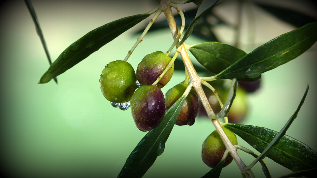 Olive Oil Magazine OliveOils Flipboard
