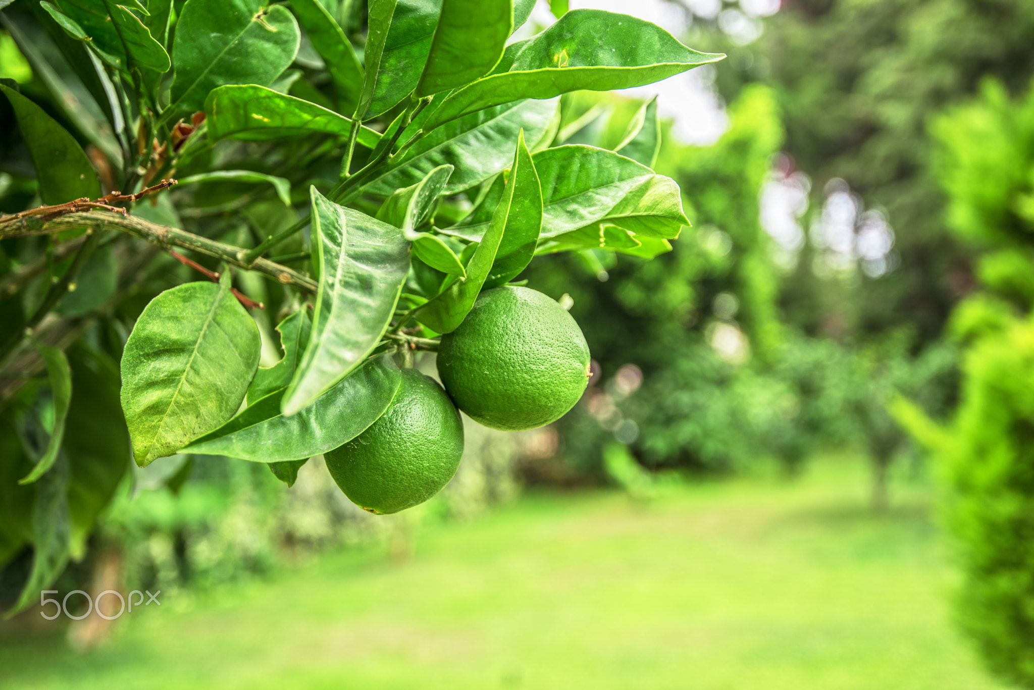 Lime tree fruits