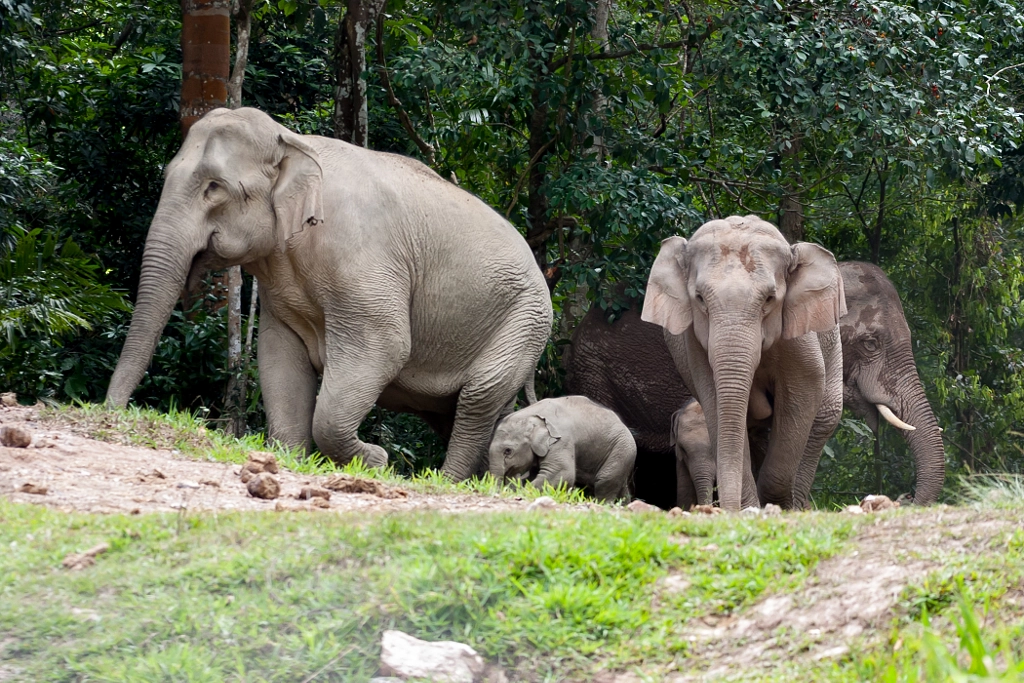 Wild elephants by Bird BBirdNok on 500px.com