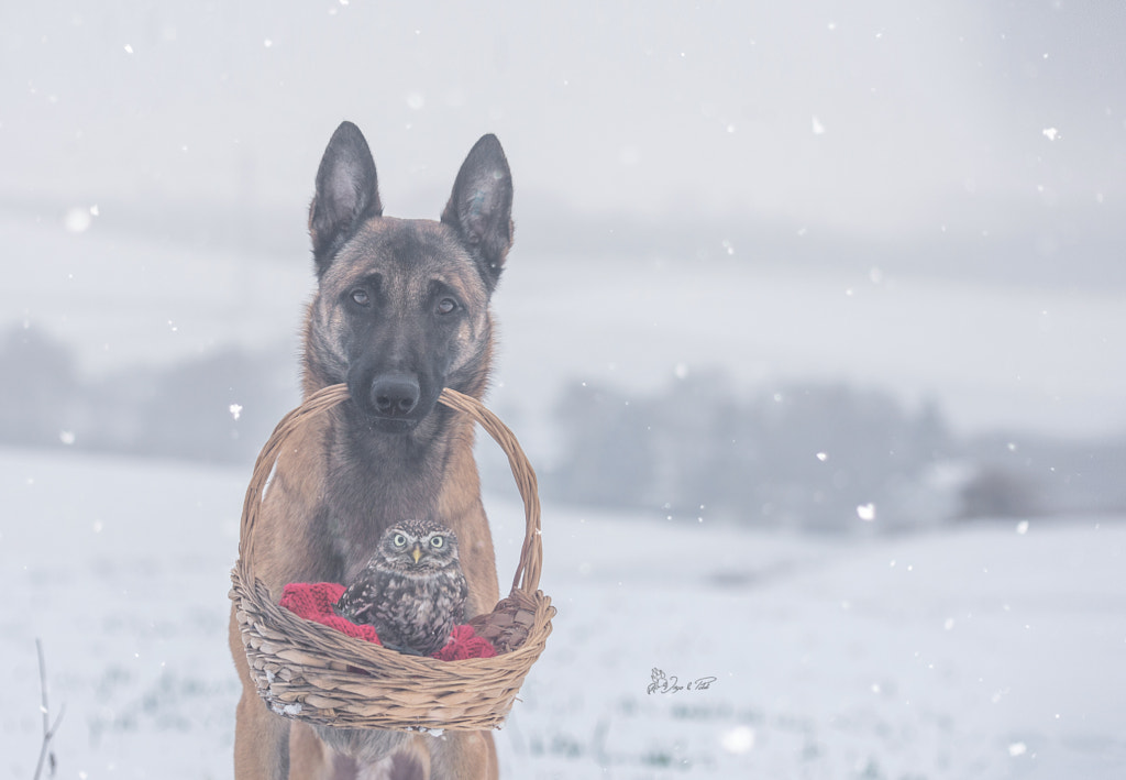 Coldness by Tanja Brandt on 500px.com