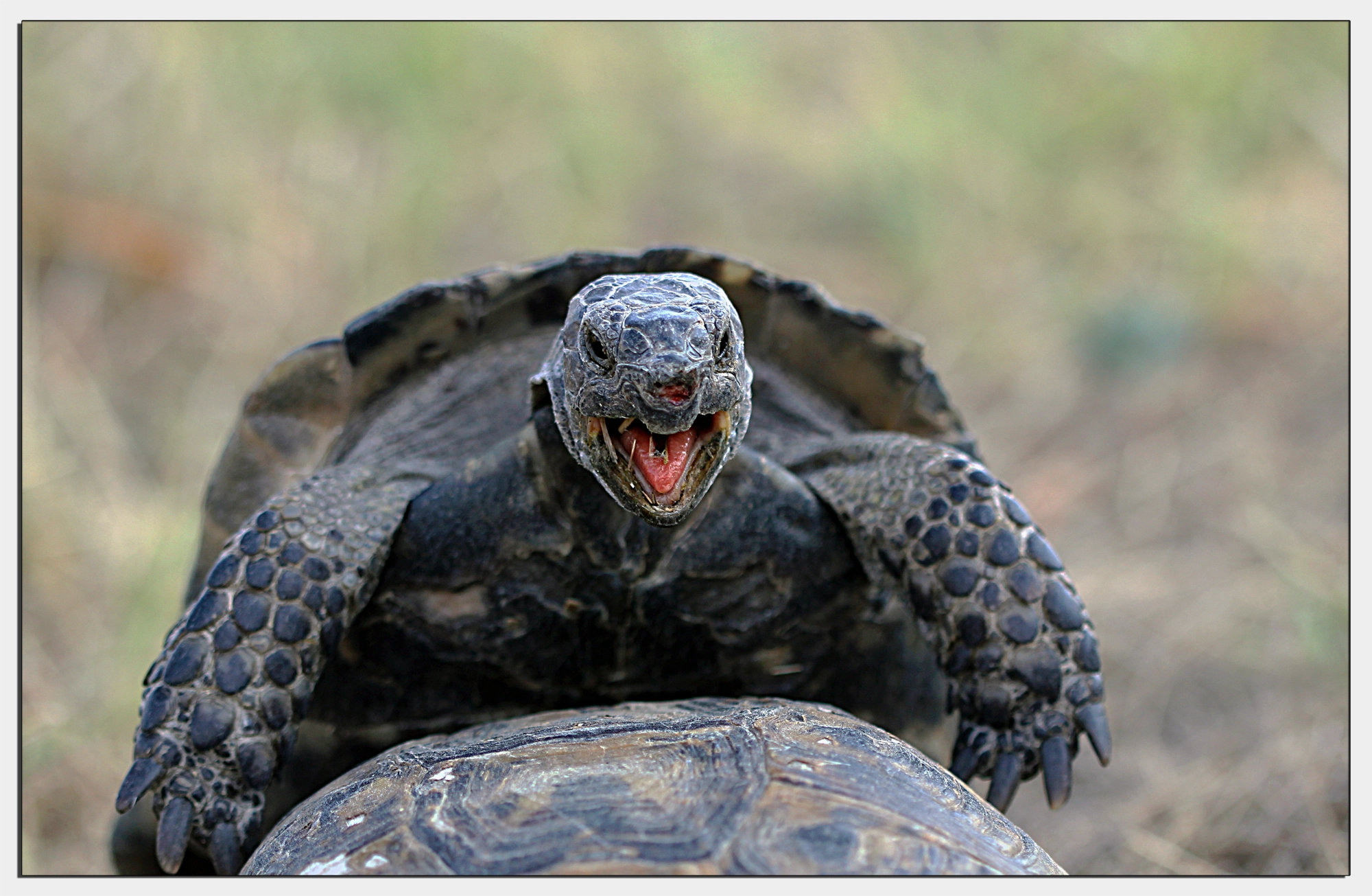 turtles mating by Isa Bostan Photo 1857537 / 500px
