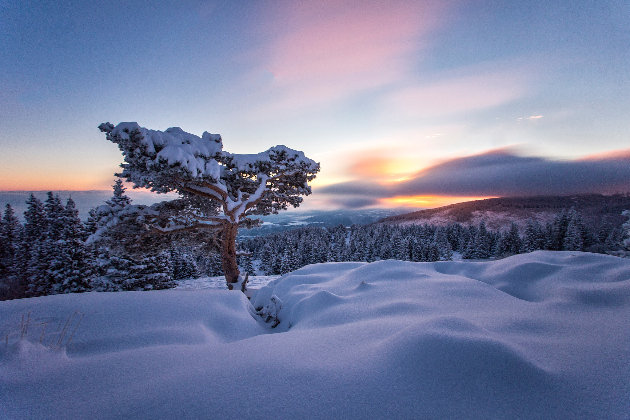 Tree of life during the winter