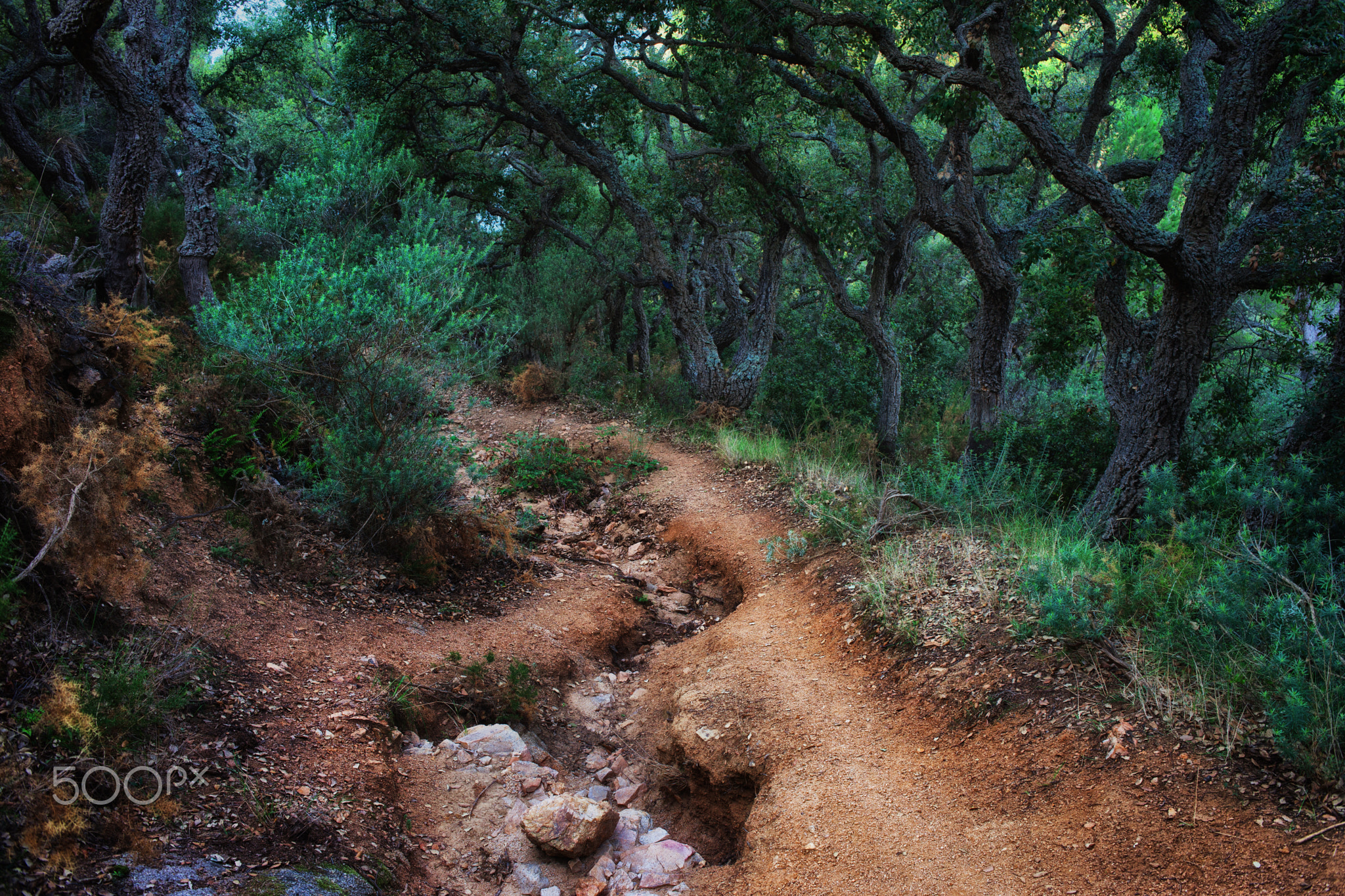 Path in Spooky Forest