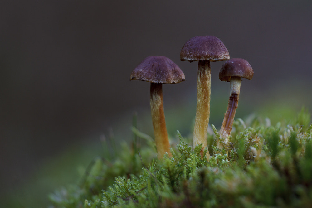 Sigma APO Macro 150mm f/2.8 EX DG HSM sample photo. Macrocystidia cucumis photography