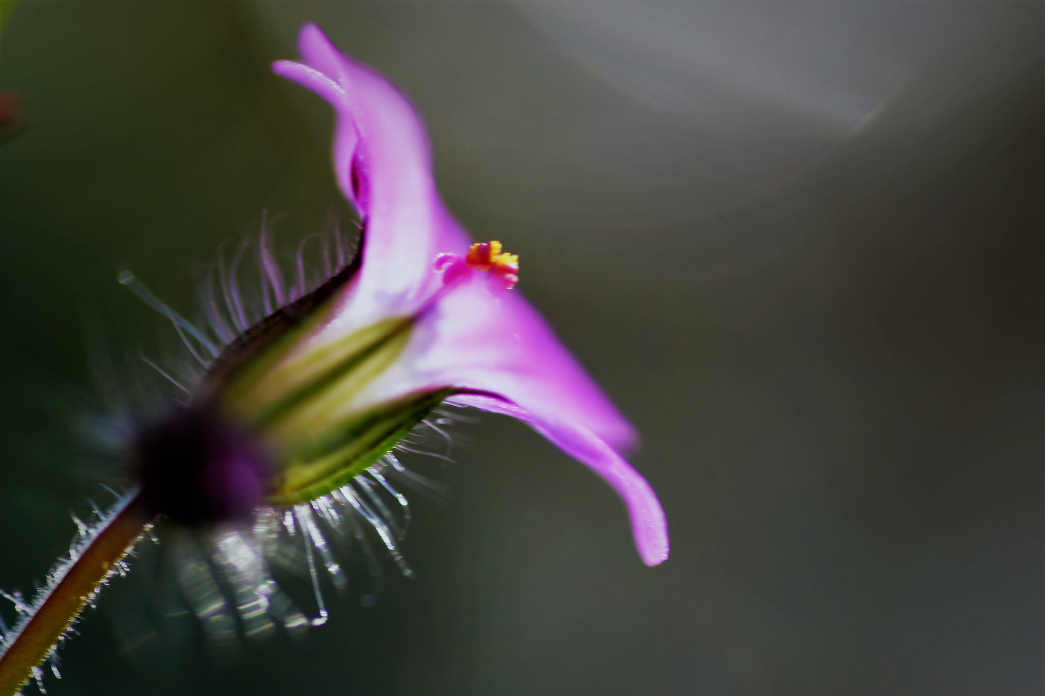 Nikon D500 sample photo. () photography