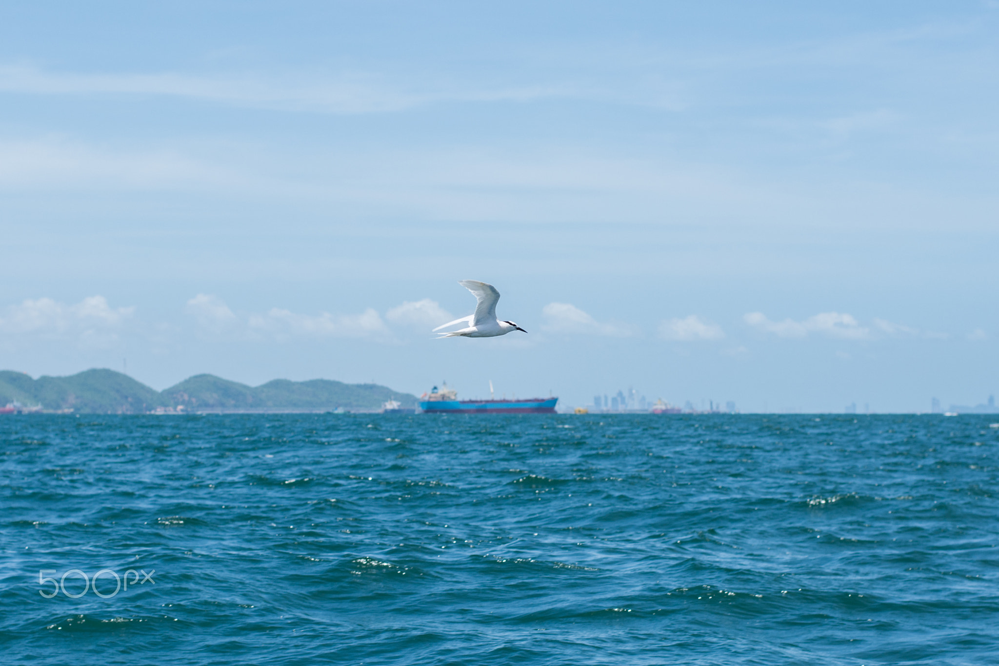 Brown headed Gull at Koh Si Chang