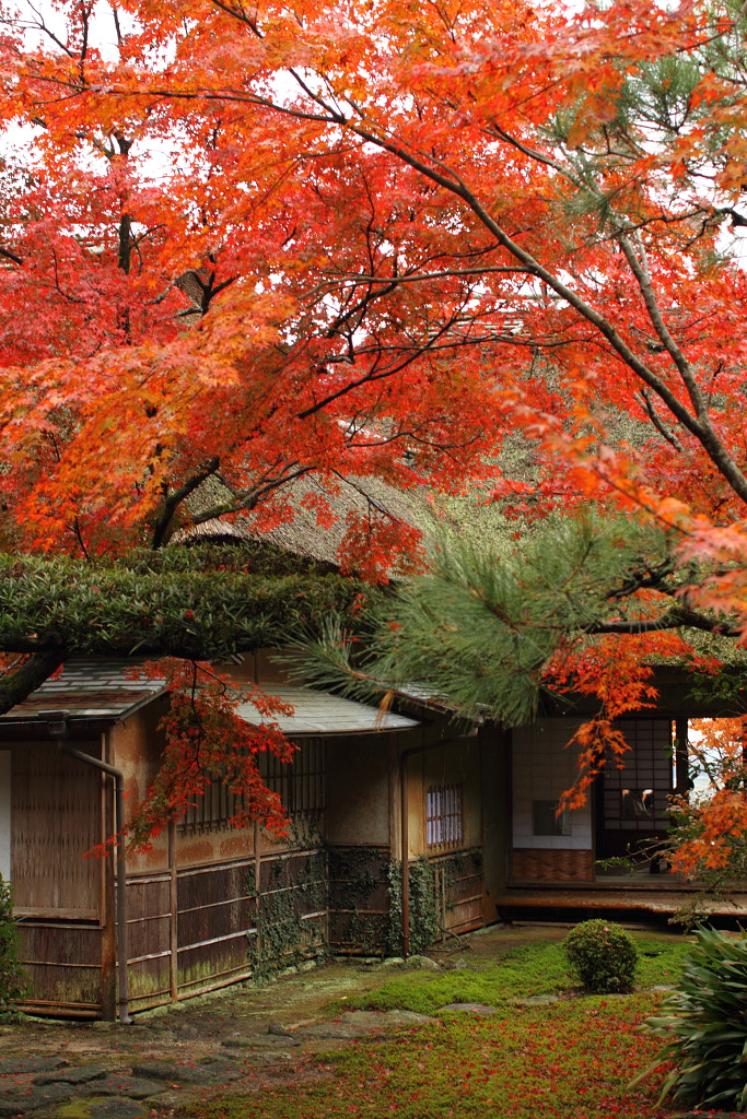 Red leaves in Kunen An garden by 哲也 勝毛 / 500px