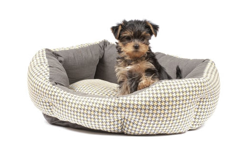 Dog beds