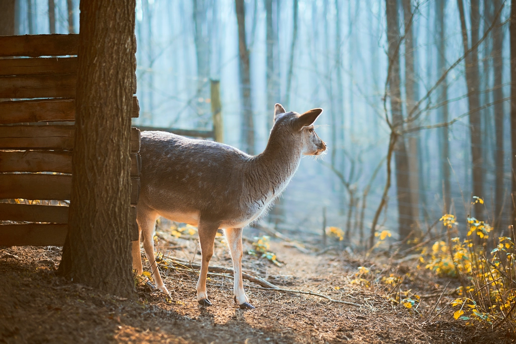 Deer by Thomas Zsebok on 500px.com