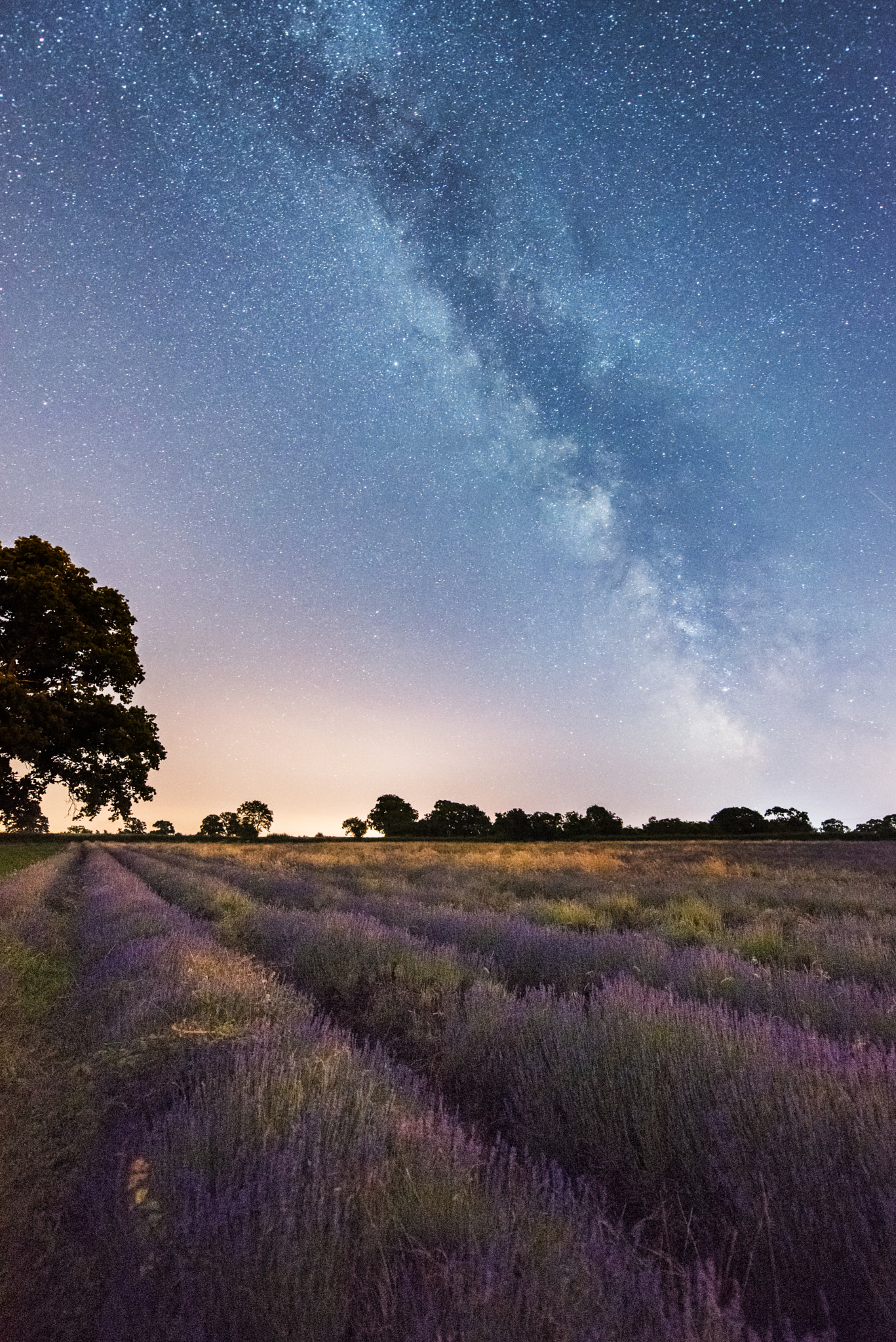 Lavender Field Milky Way