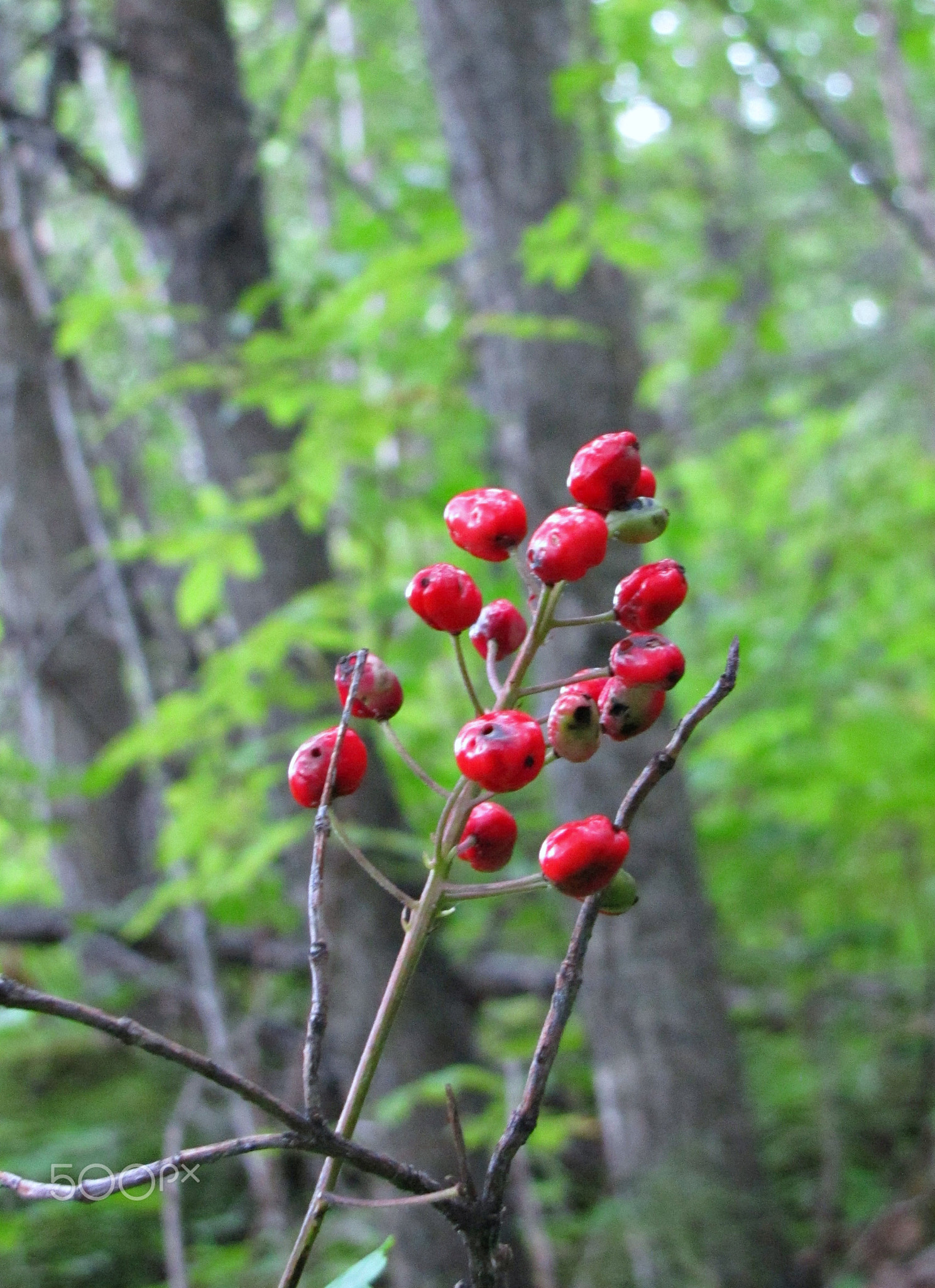 Red Berries