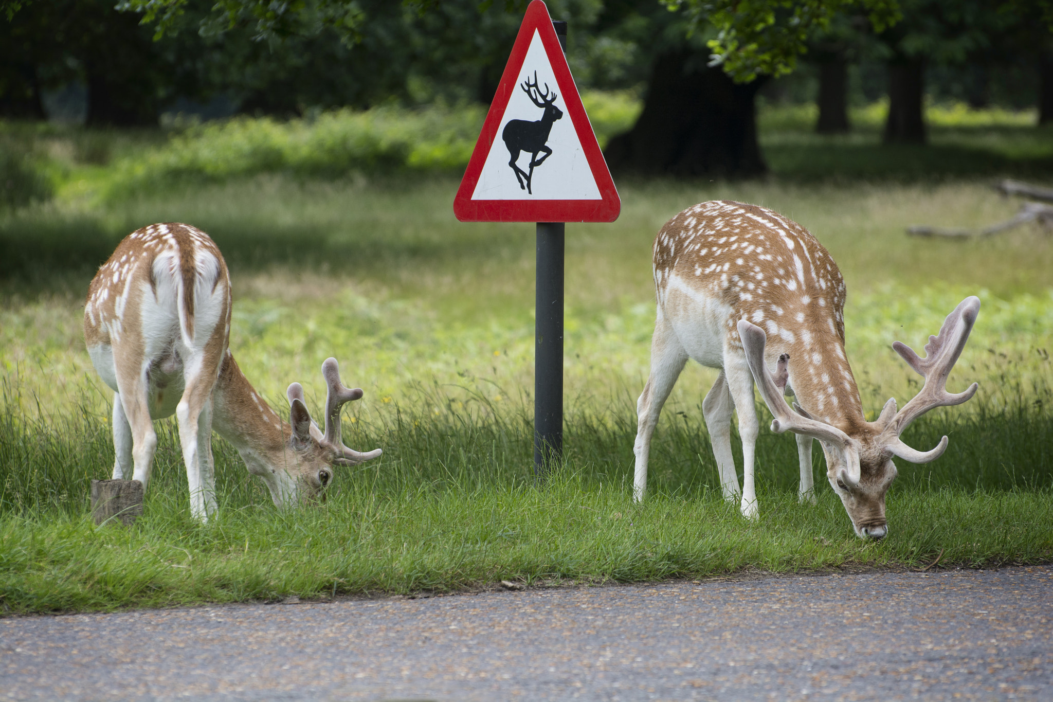 Look Out For Deer