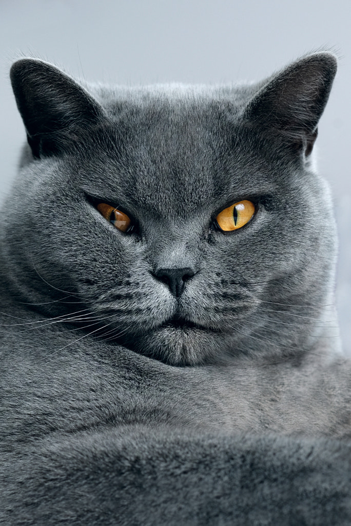 margot by Andrea Calzona on 500px.com