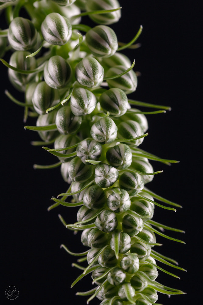 Falsche Meerzwiebel (Ornithogalum caudatum)  -  False Sea Onion