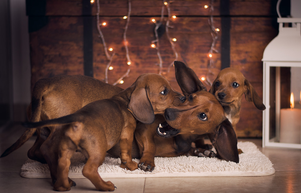 Daddy and Boys Playing! by Nicolas Sabbadin on 500px.com