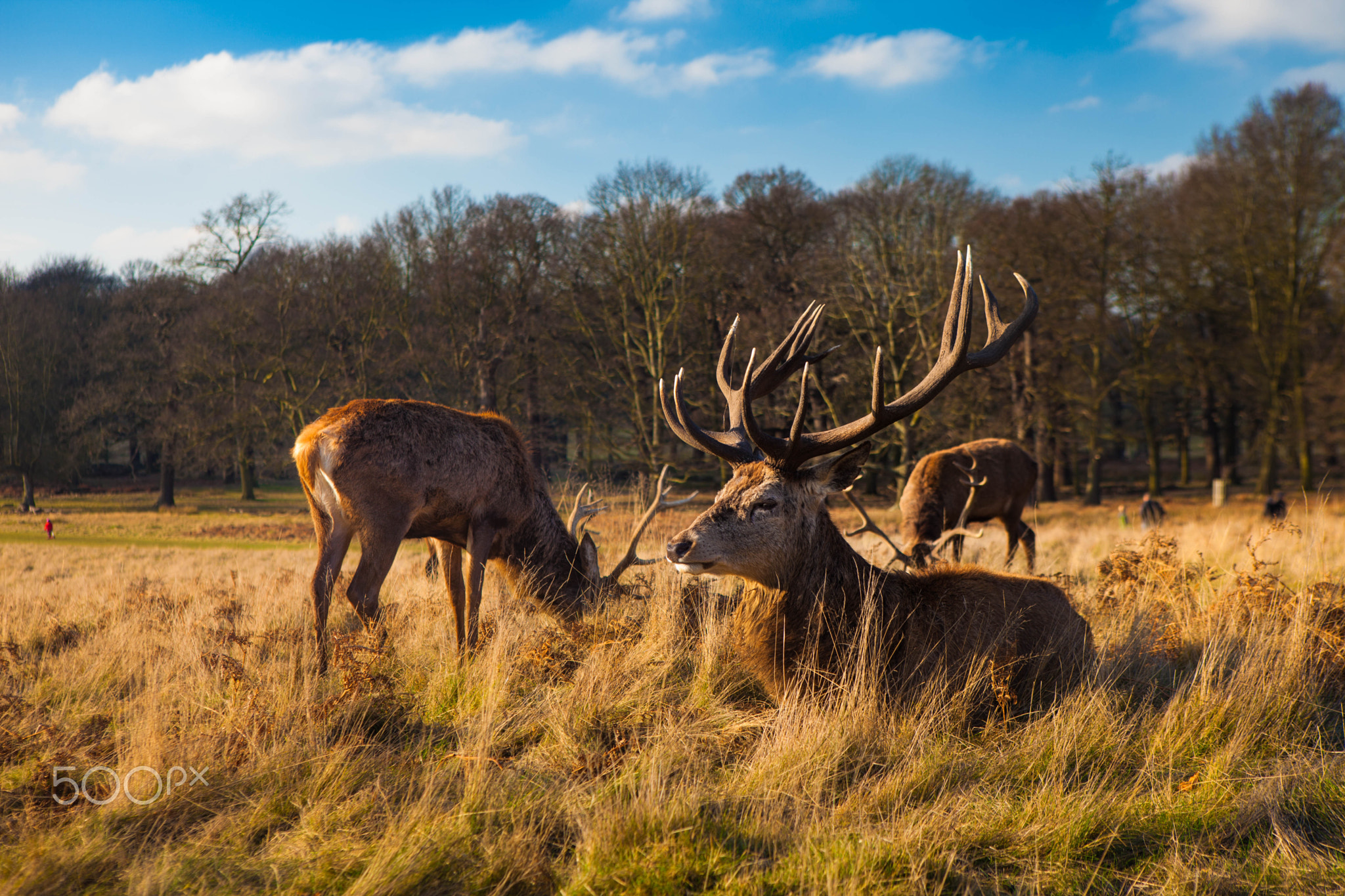 Deers in Richmond Park in the London Borough of Richmond upon Thames