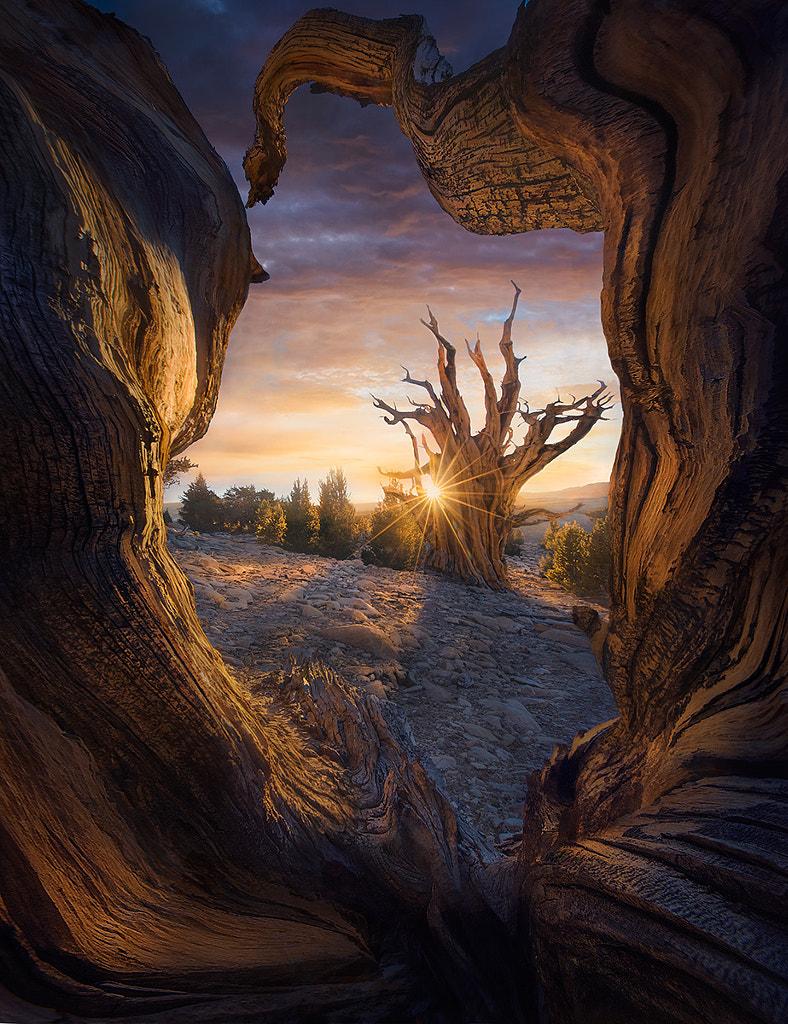 Heart of the Tree by Marc Adamus on 500px.com