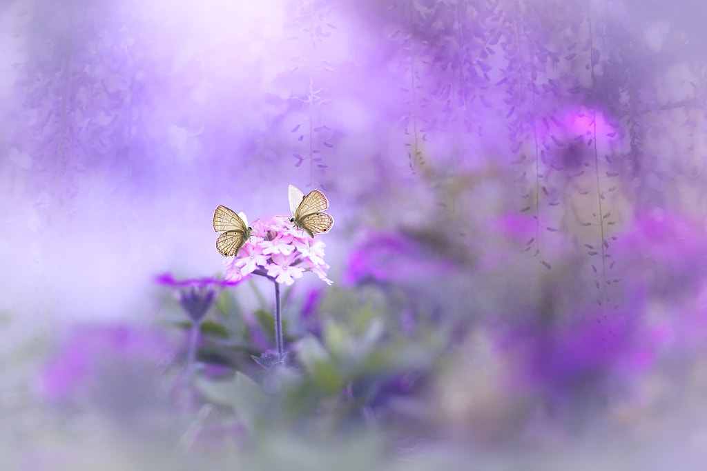 I can treat you better by Tri Setyo Widodo on 500px.com