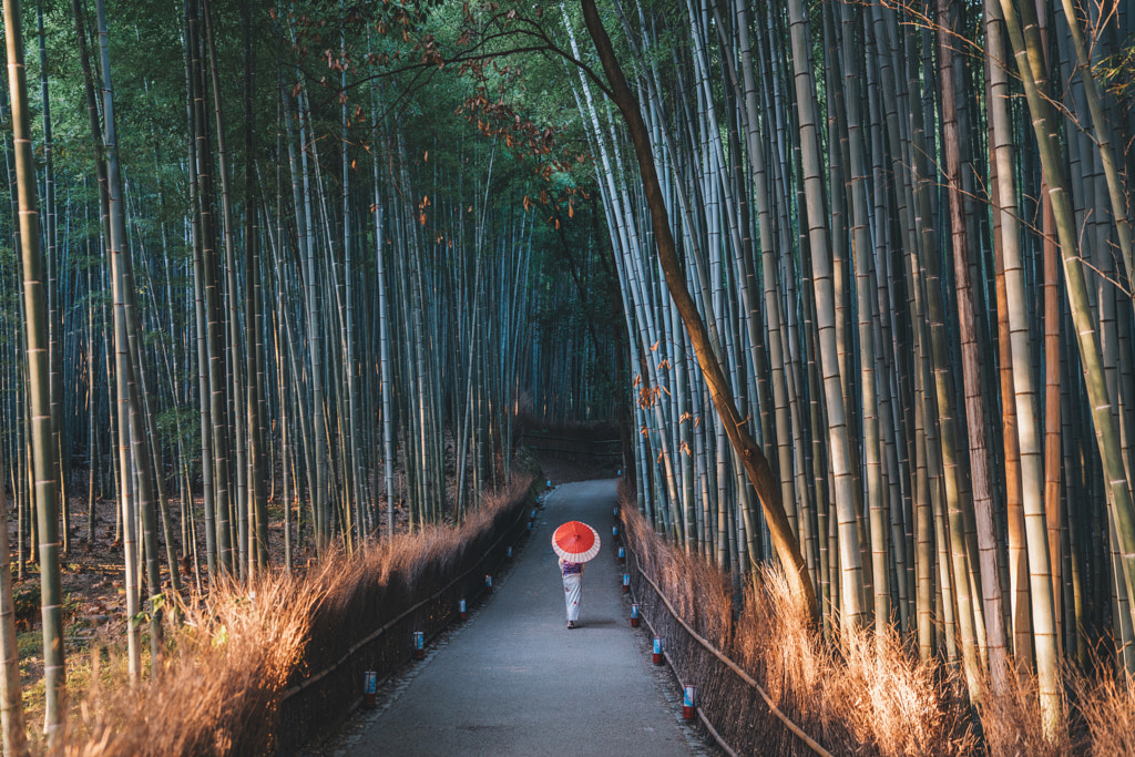 Morning walks through the bamboo forest by Jason Charles Hill on 500px.com