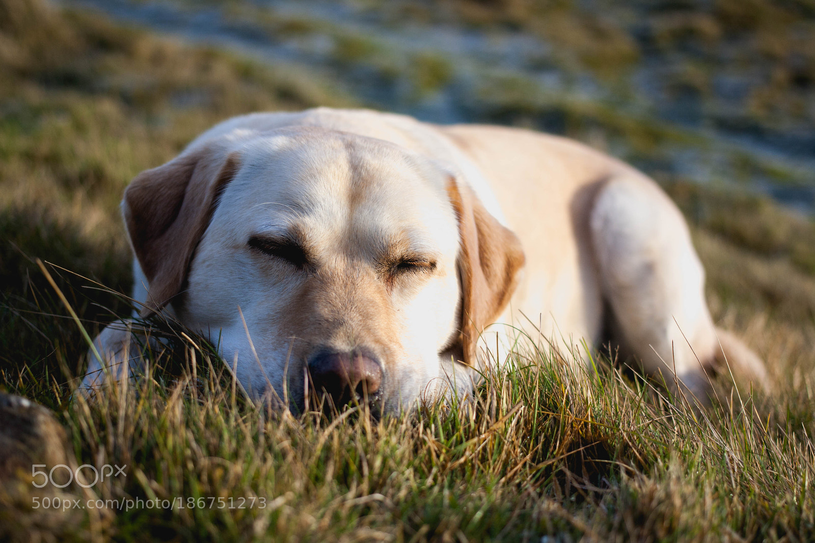 Canon EOS 1000D (EOS Digital Rebel XS / EOS Kiss F) sample photo. Happy dog photography