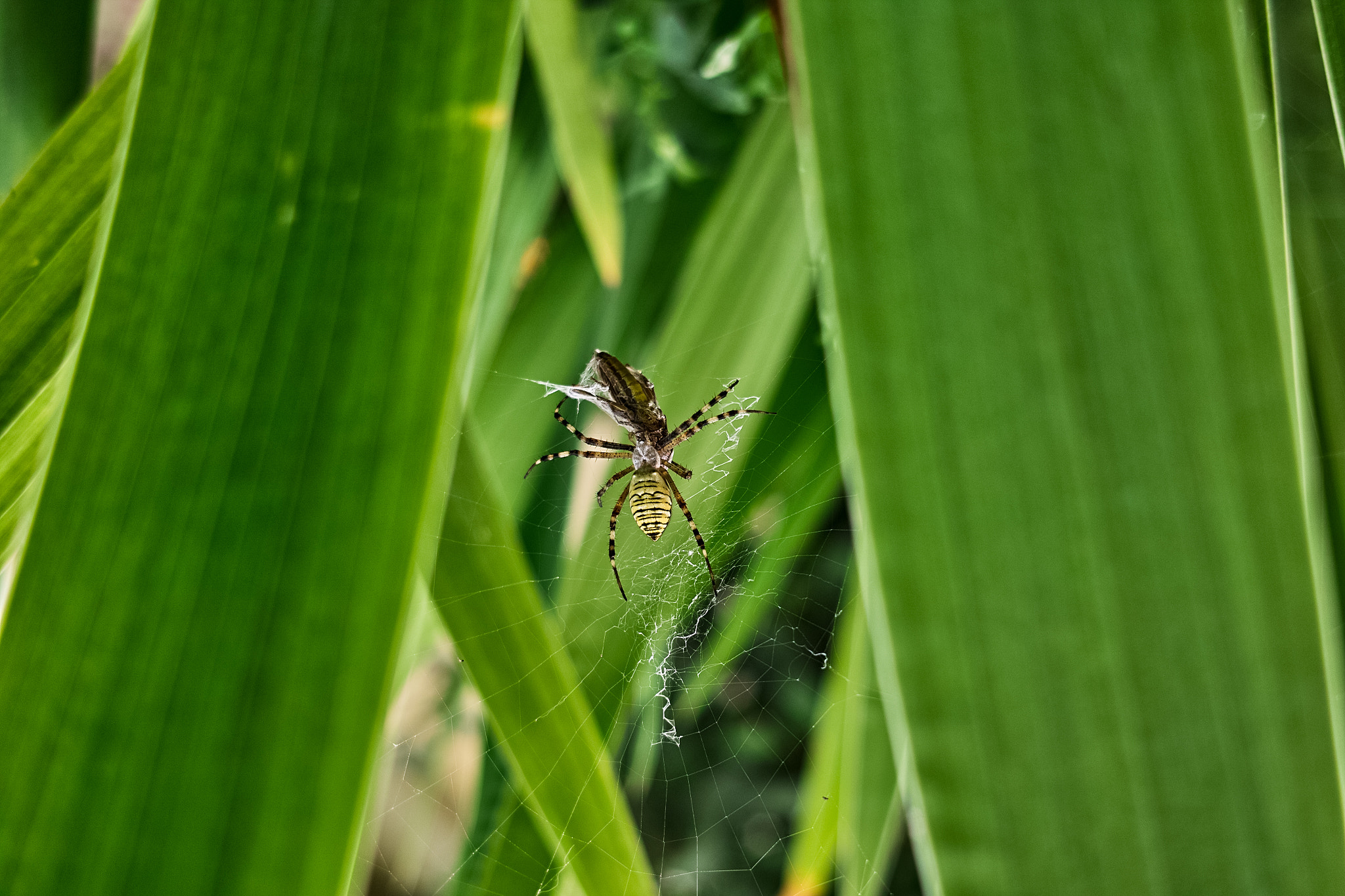 Sigma DP2x sample photo. Hunter photography