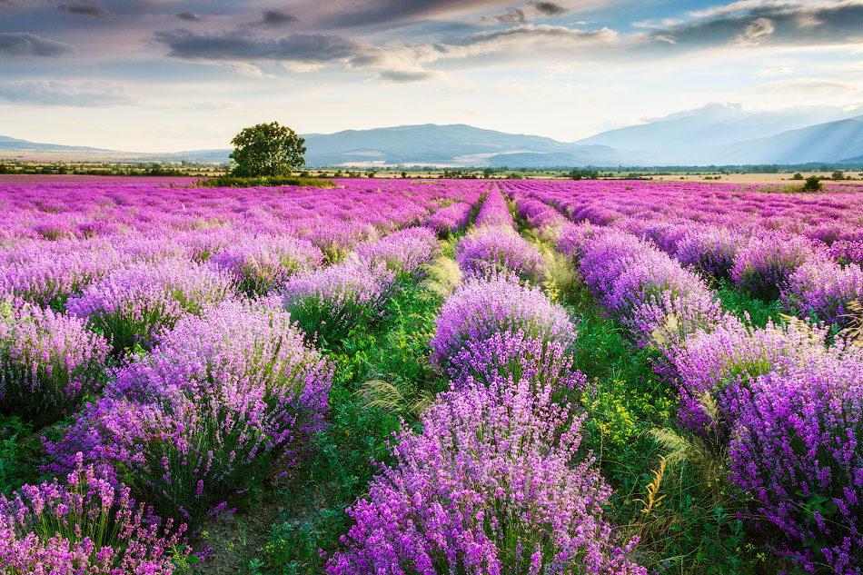 Bed of lavender by Evgeni Dinev on 500px.com