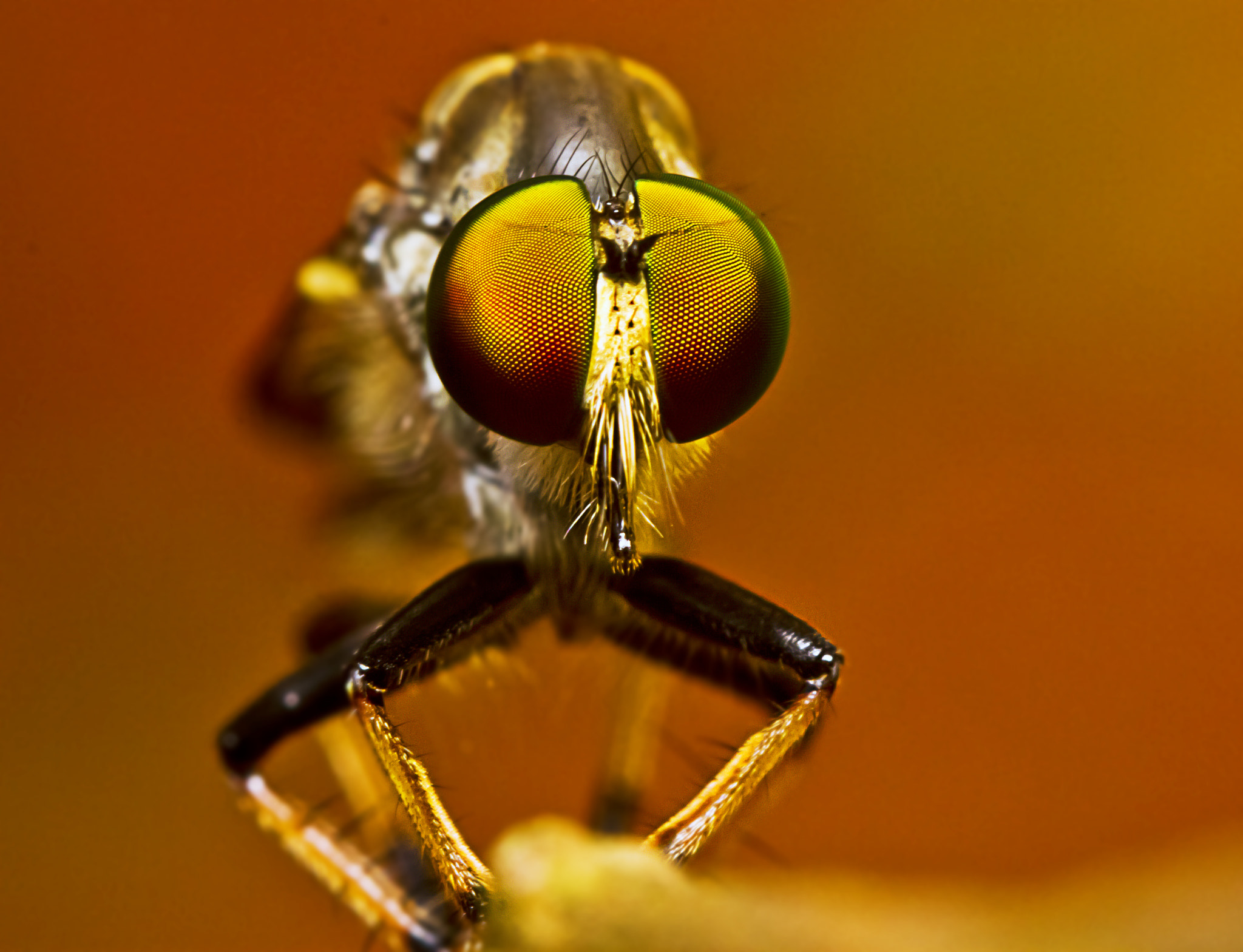 RobberFly