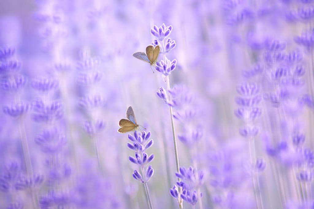 Both of us by Tri Setyo Widodo on 500px.com