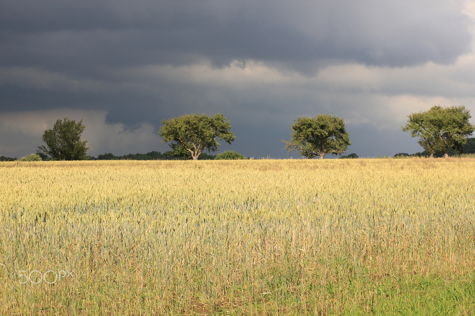 Canon EF 80-200mm F4.5-5.6 II sample photo. Wheat fields photography