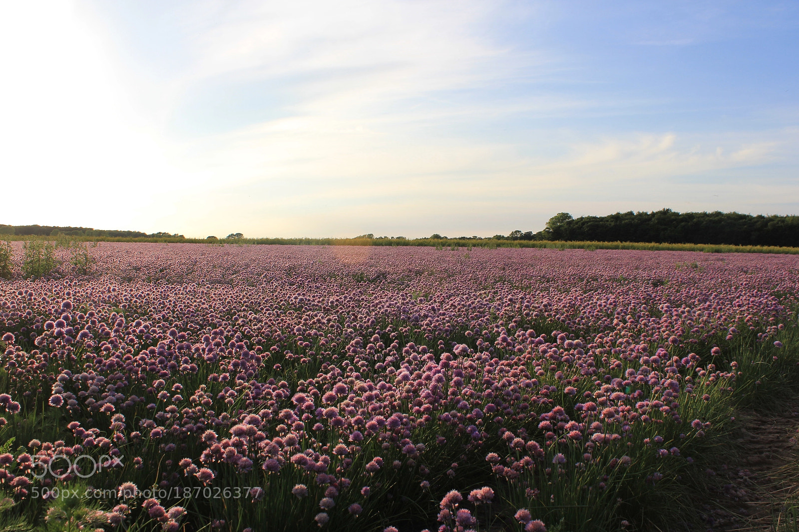 Canon EF-S 18-55mm F3.5-5.6 IS sample photo. Perfume field photography