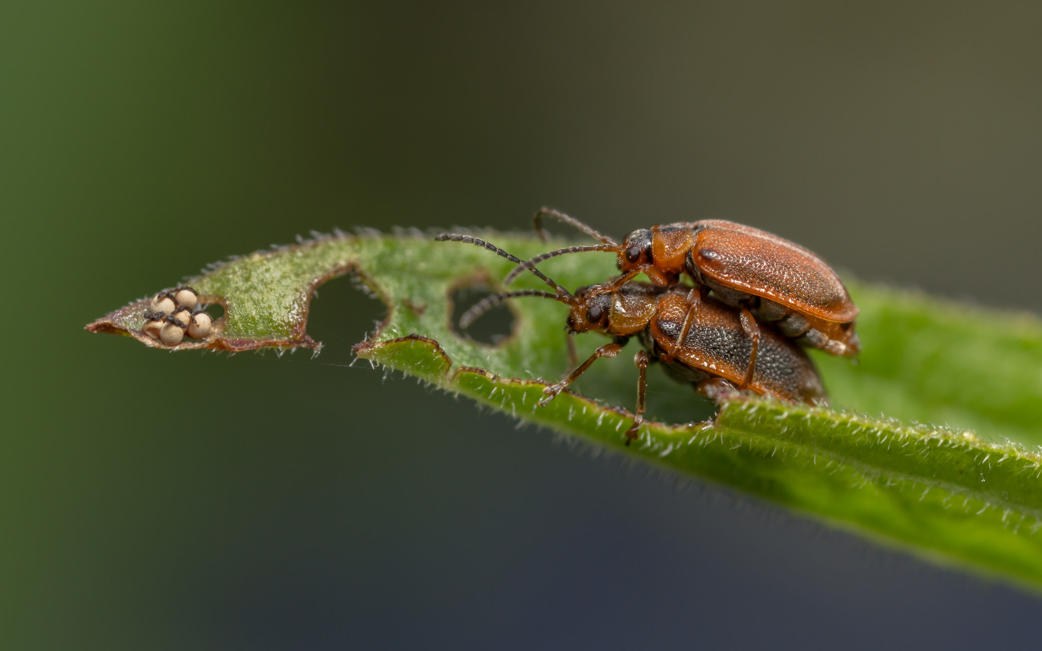 Galerucella sp.