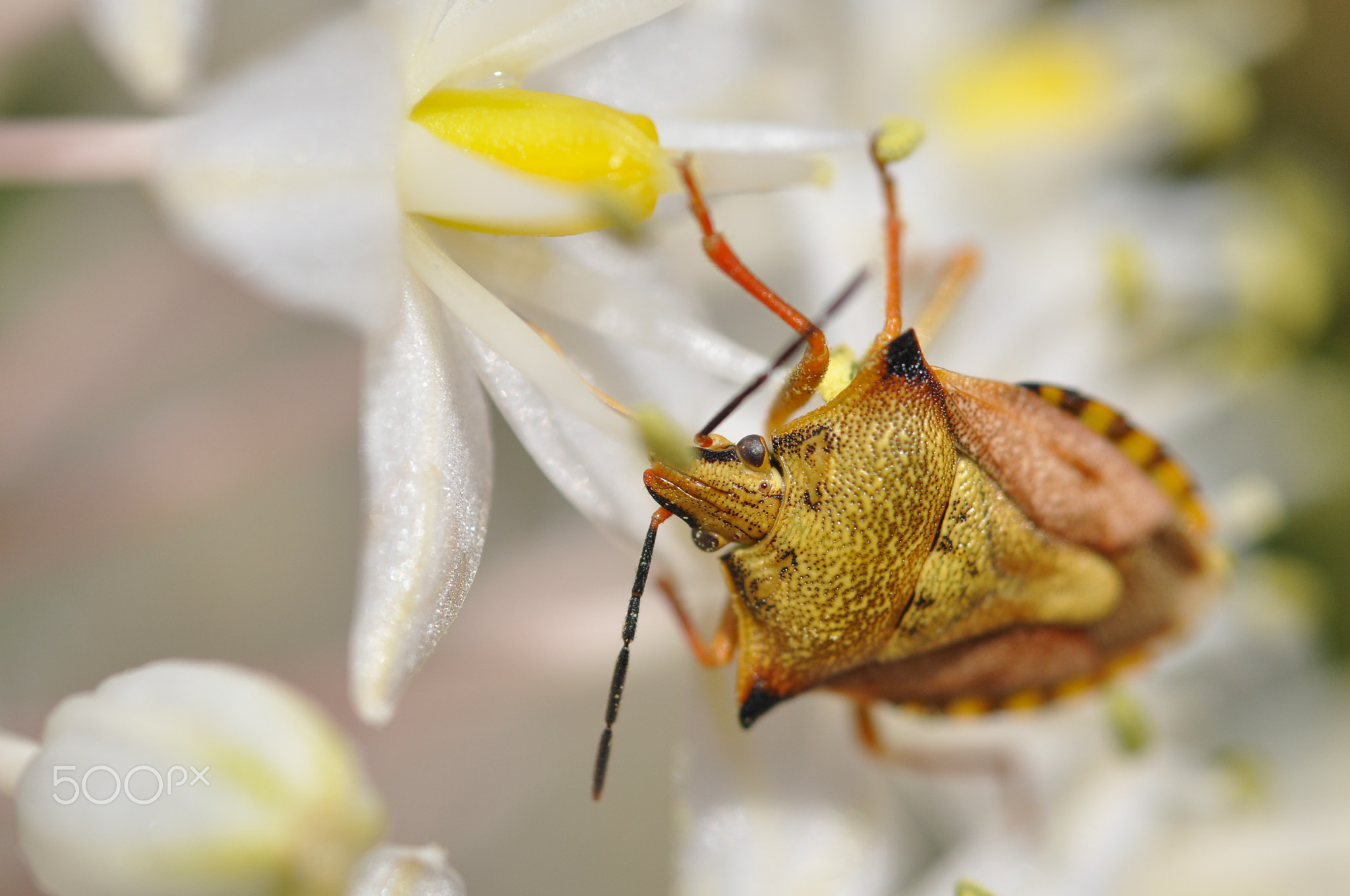 punaise sur fleur blanche