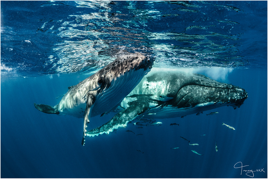 Mum & Calf by Tracy Olive on 500px.com