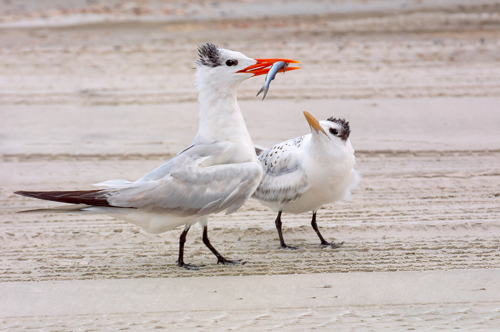Feeding Time for Royal Tern florida beach birds - Types of Beach Birds in Florida - birds of florida identification