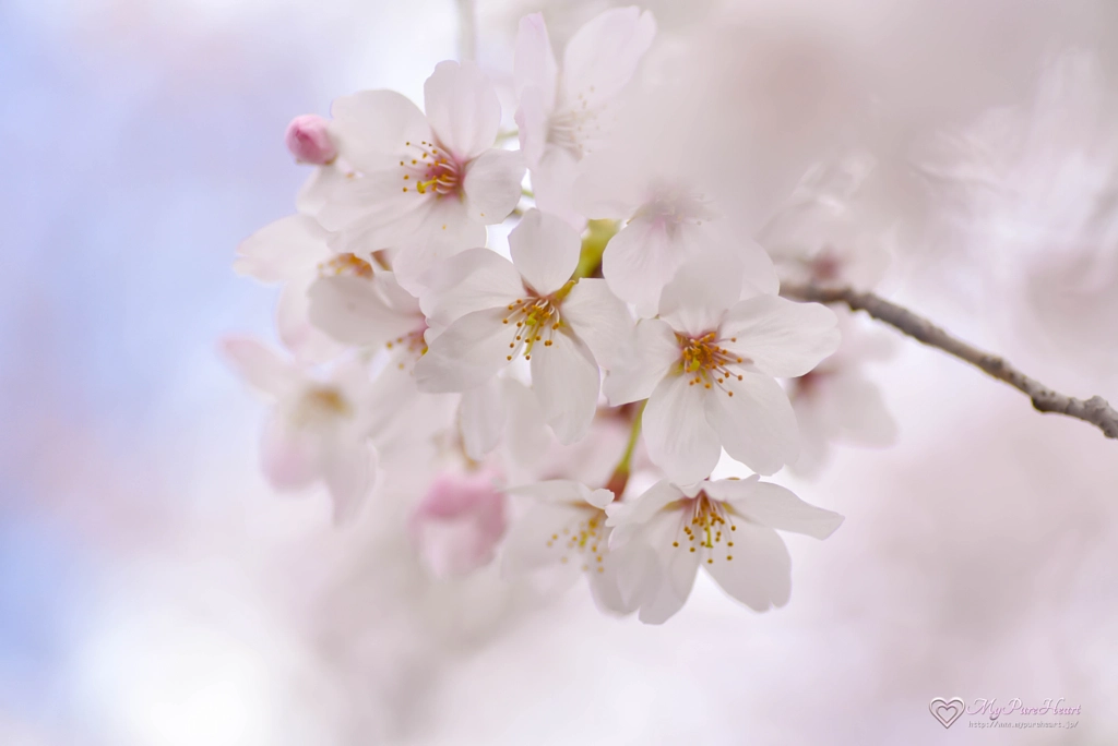 sakura by MyPureHeart . on 500px.com