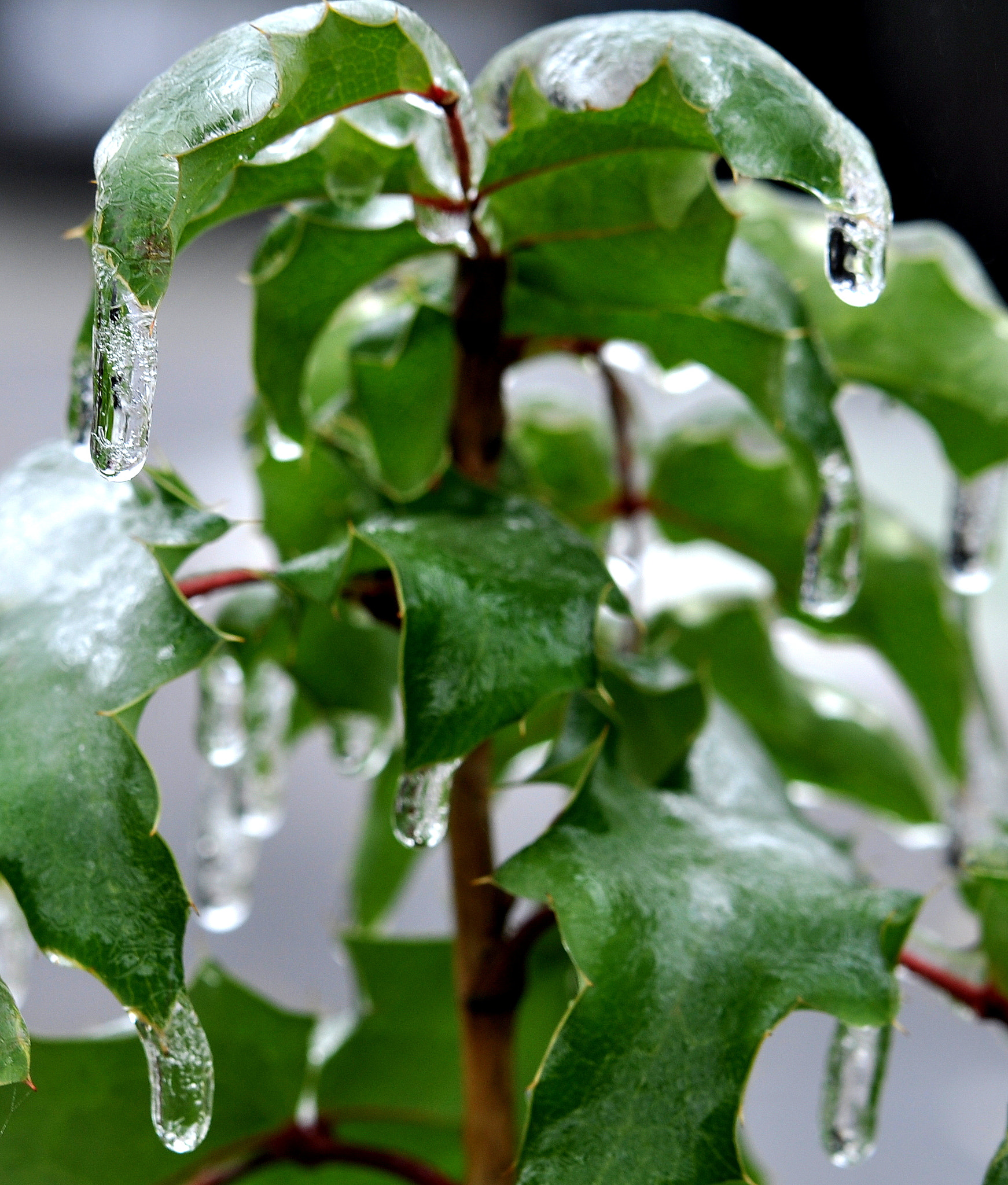 Frozen Grapes