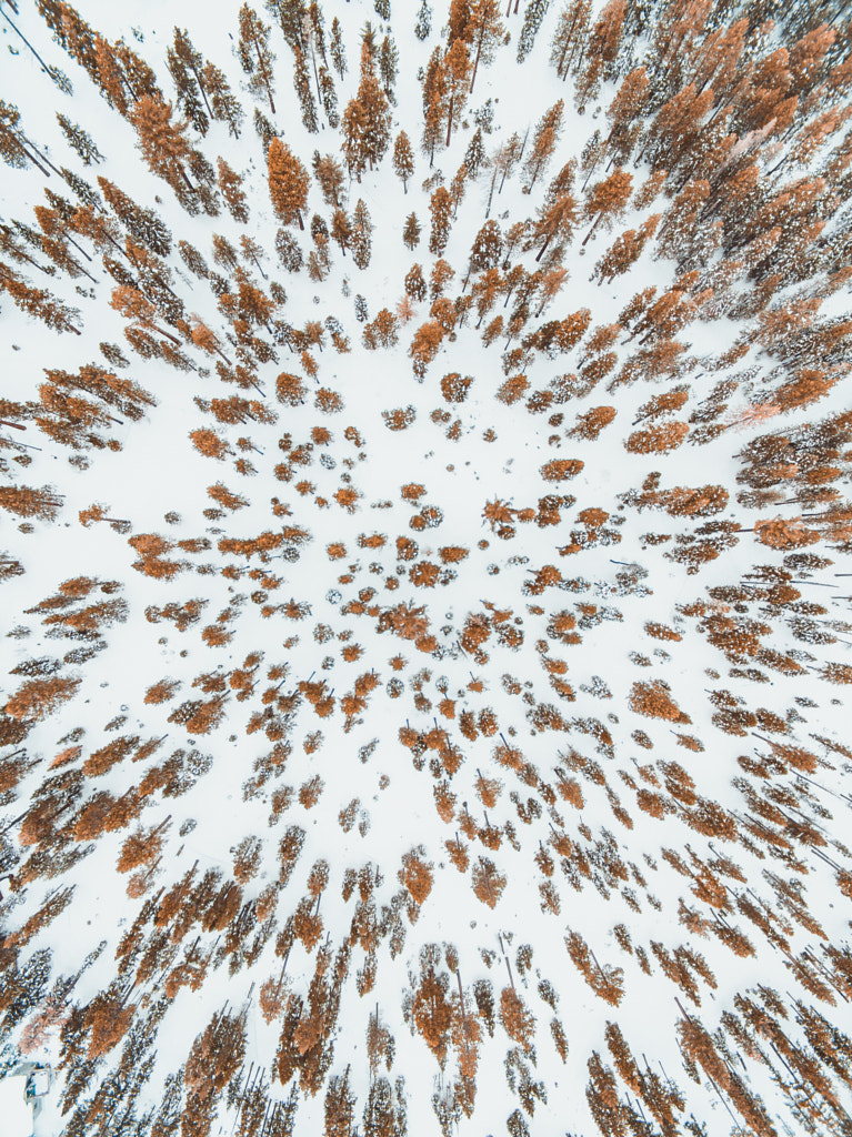 Lake Tahoe Trees by Ryan Longnecker on 500px.com