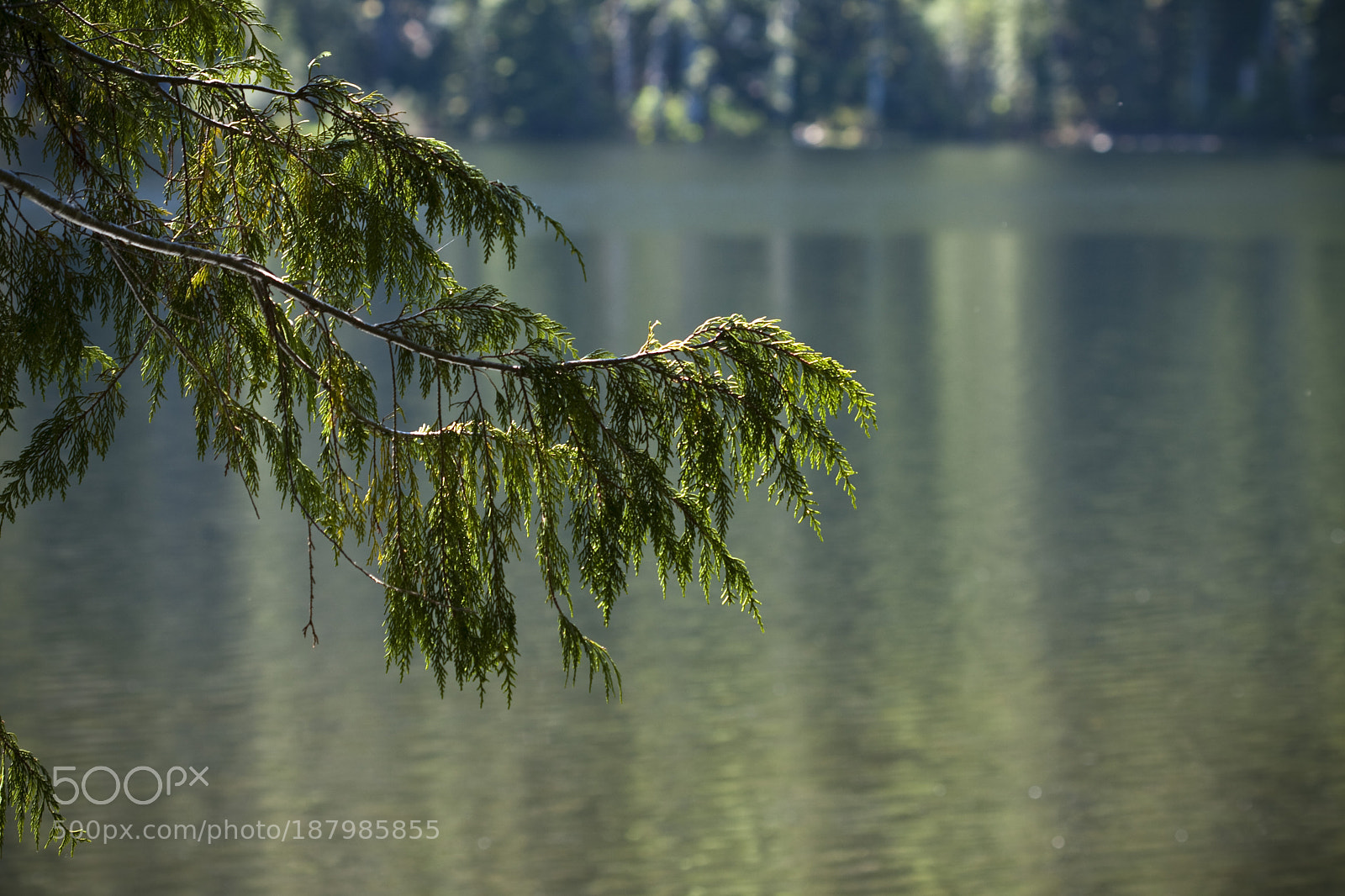 Canon EOS 40D sample photo. A branch before the photography
